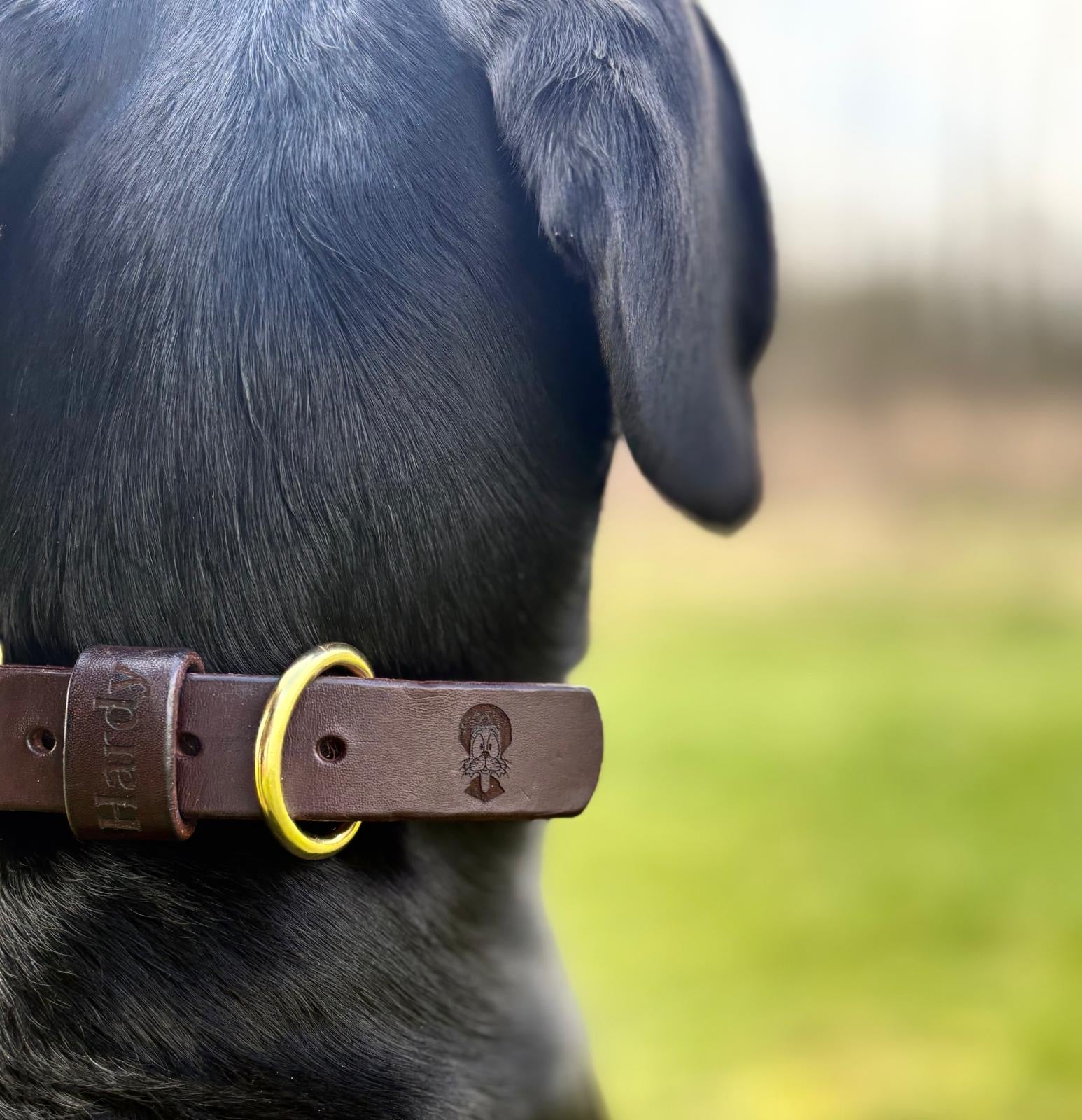 Felix - Dog Collar