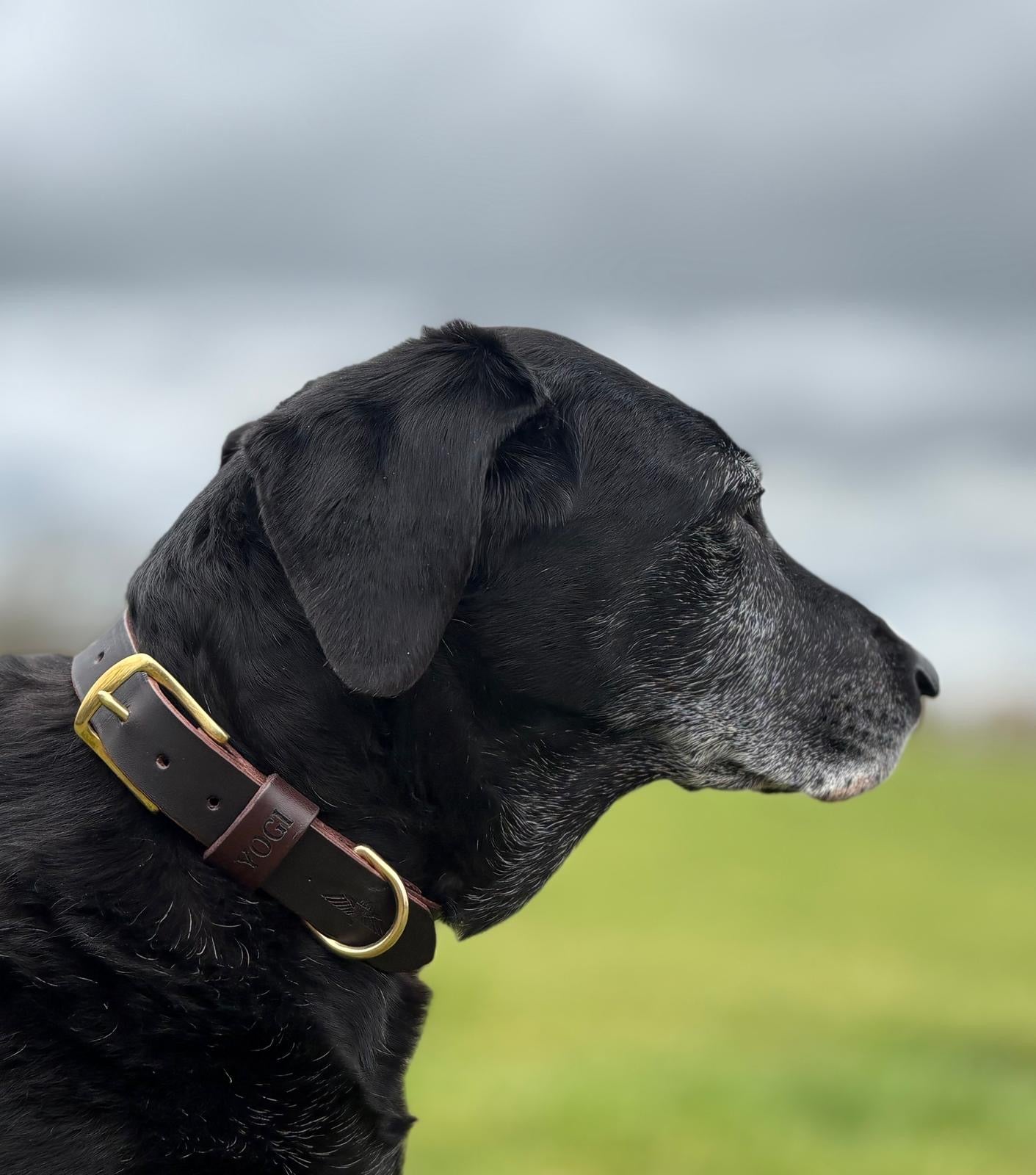 Dog Collar