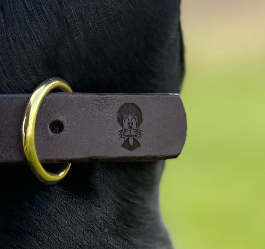 Felix - Dog Collar