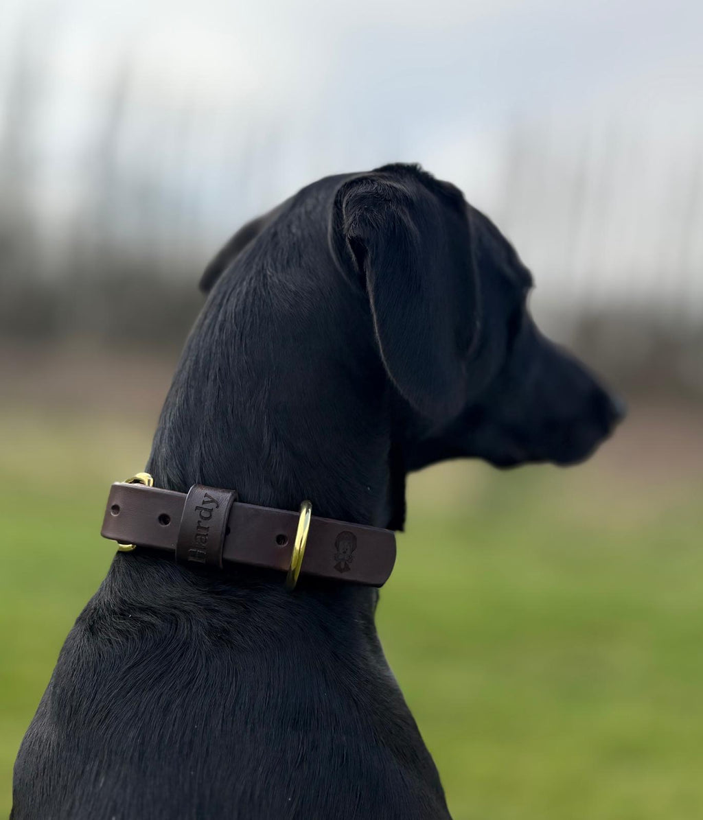 Dog Collar